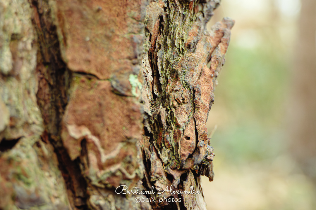 Photo 003 | Bertrand ALEXANDRE – Instants volés