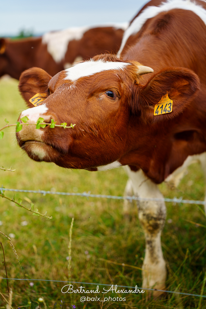Photo 039 | Bertrand ALEXANDRE – Instants volés