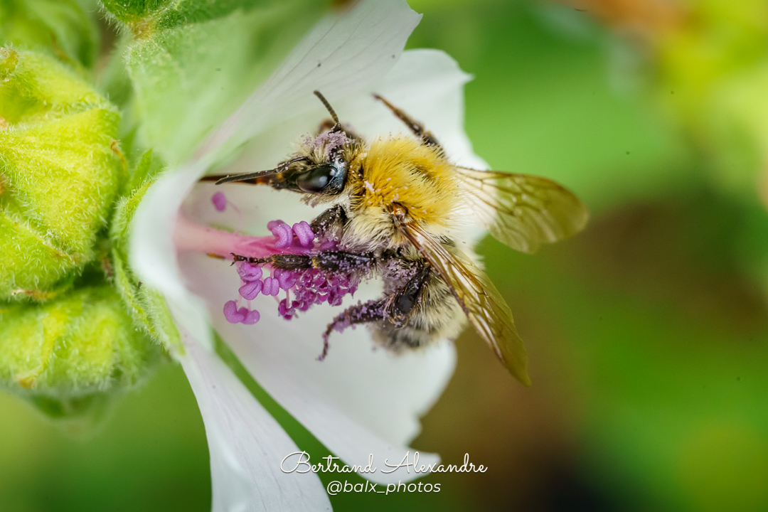 Photo 040 | Bertrand ALEXANDRE – Instants volés