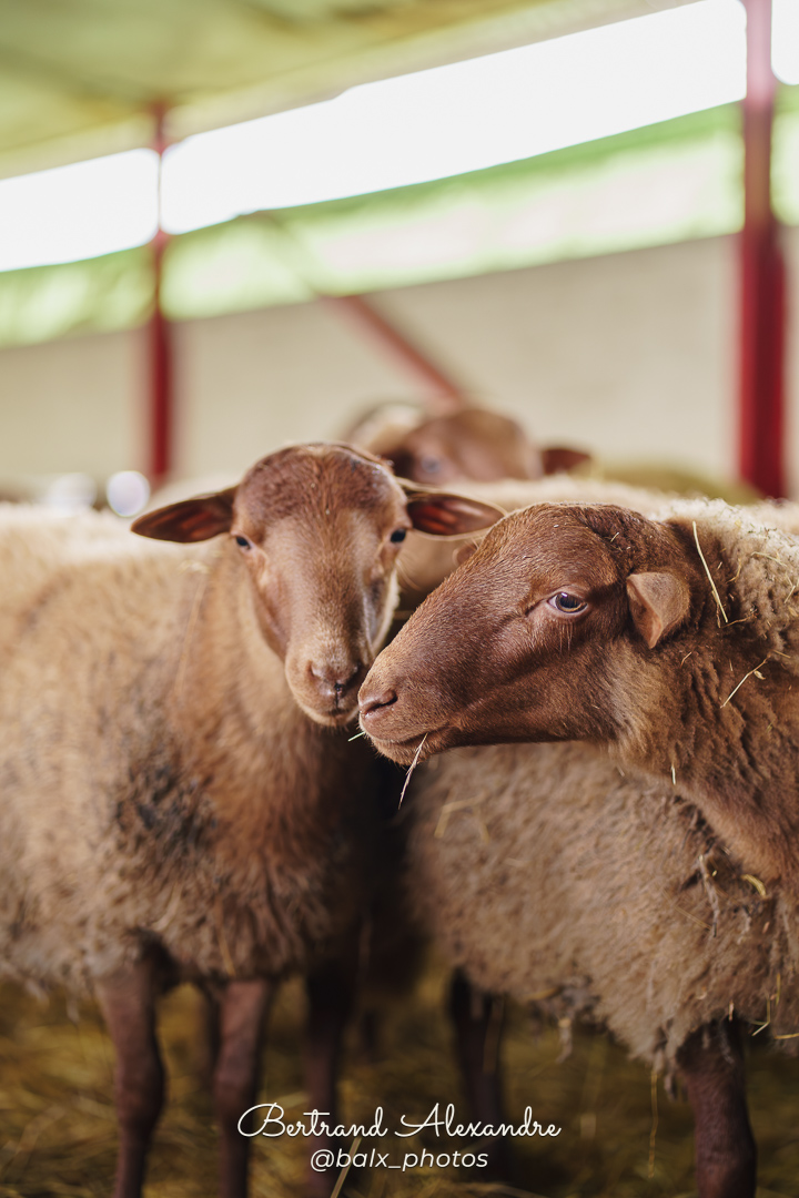 Photo 046 | Bertrand ALEXANDRE – Instants volés