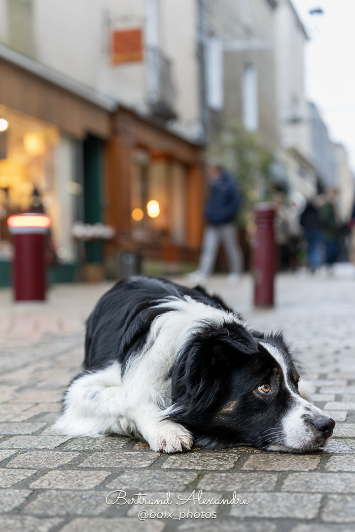 Photo 001 | Bertrand ALEXANDRE – Compagnons