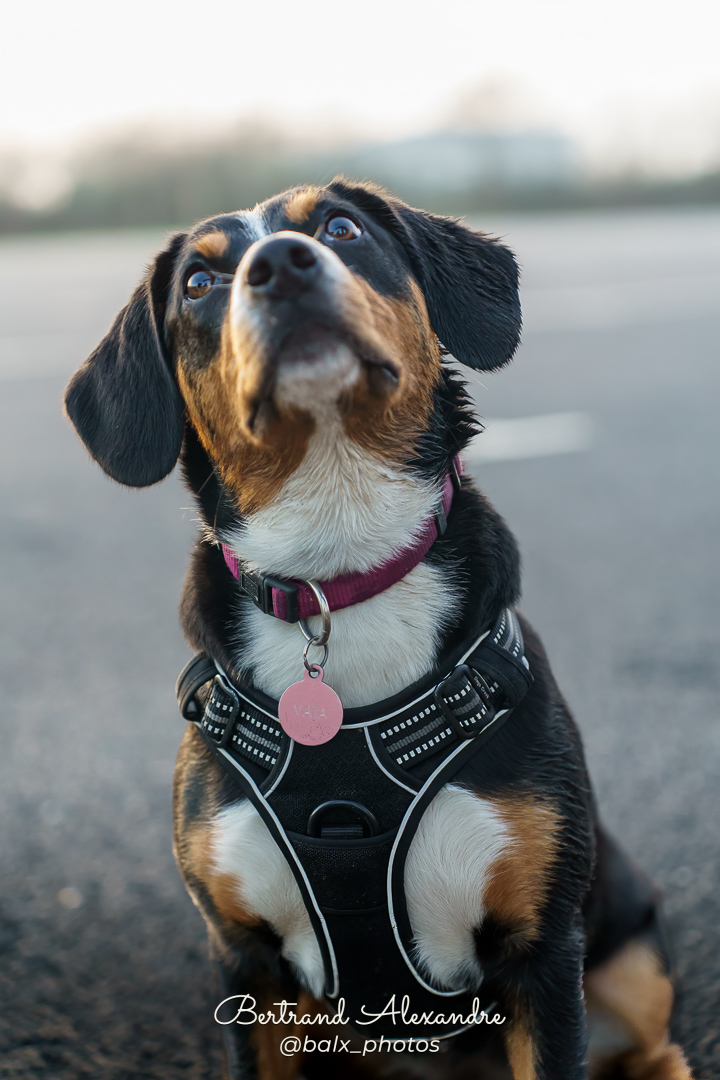 Photo 003 | Bertrand ALEXANDRE – Compagnons