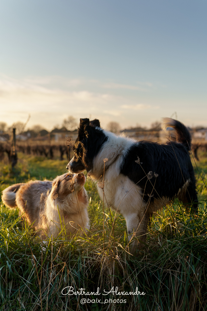 Photo 004 | Bertrand ALEXANDRE – Compagnons