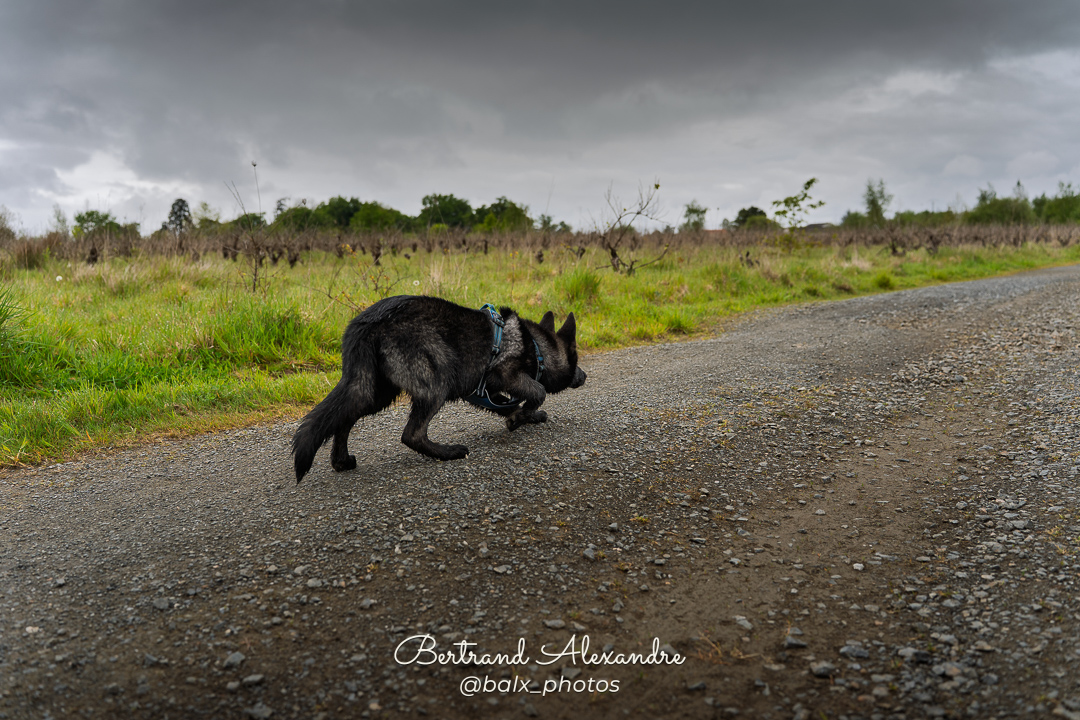 Photo 011 | Bertrand ALEXANDRE – Compagnons
