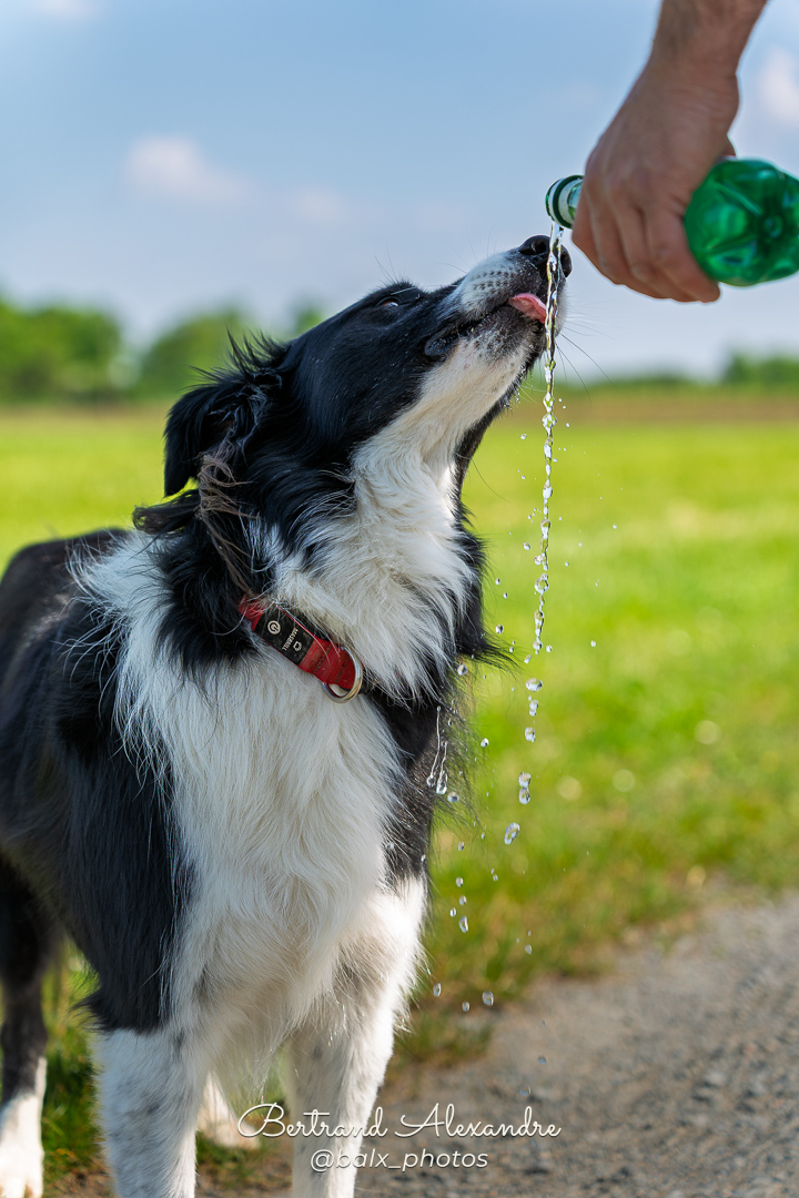Photo 012 | Bertrand ALEXANDRE – Compagnons