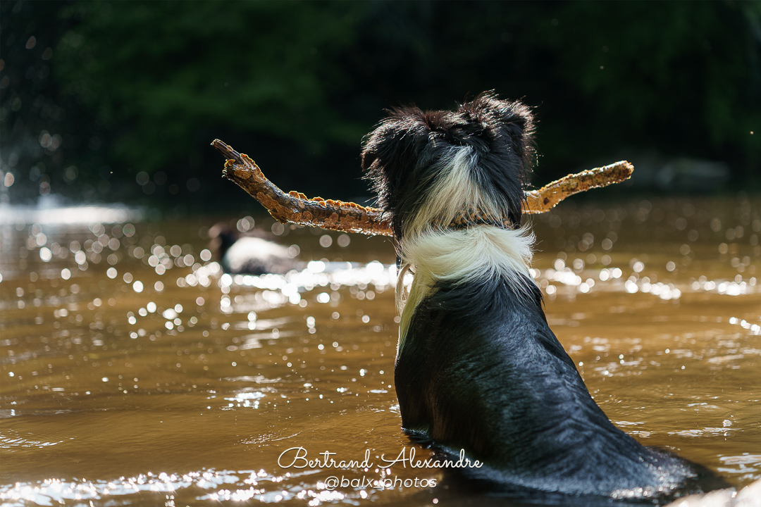 Photo 013 | Bertrand ALEXANDRE – Compagnons