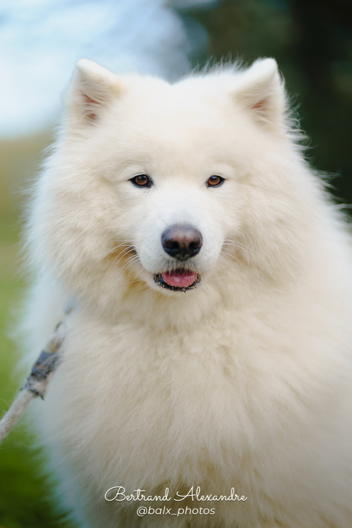 Photo 014 | Bertrand ALEXANDRE – Compagnons