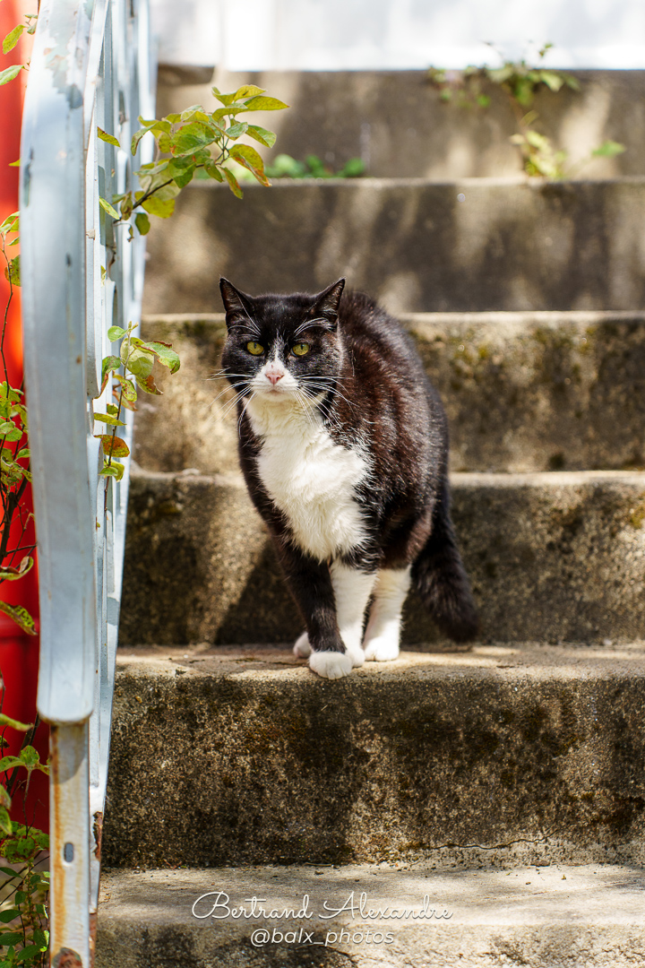 Photo 017 | Bertrand ALEXANDRE – Compagnons