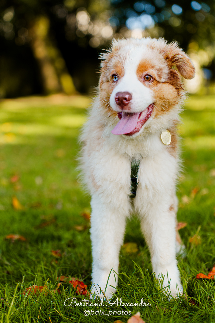 Photo 020 | Bertrand ALEXANDRE – Compagnons