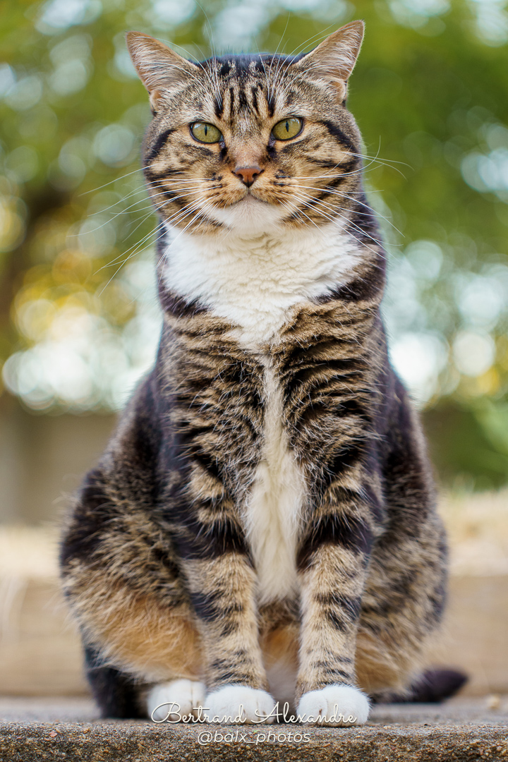 Photo 022 | Bertrand ALEXANDRE – Compagnons