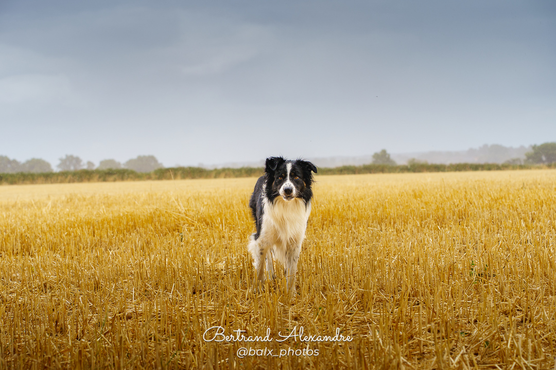 Photo 025 | Bertrand ALEXANDRE – Compagnons