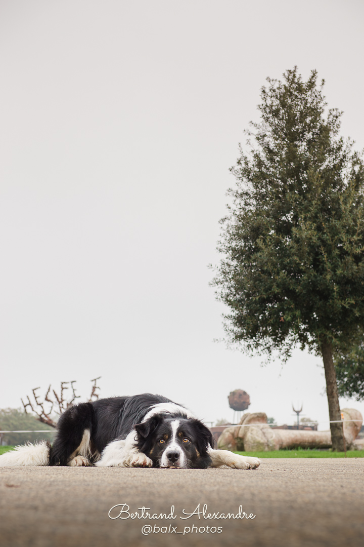 Photo 027 | Bertrand ALEXANDRE – Compagnons