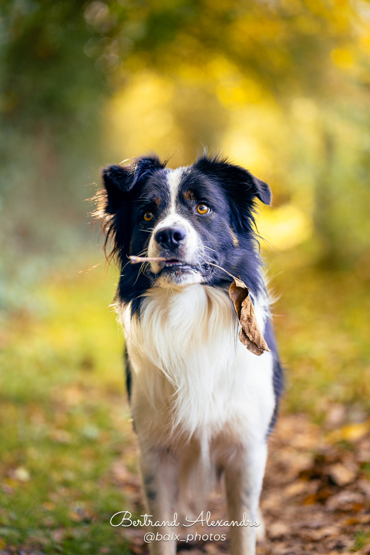 Photo 028 | Bertrand ALEXANDRE – Compagnons