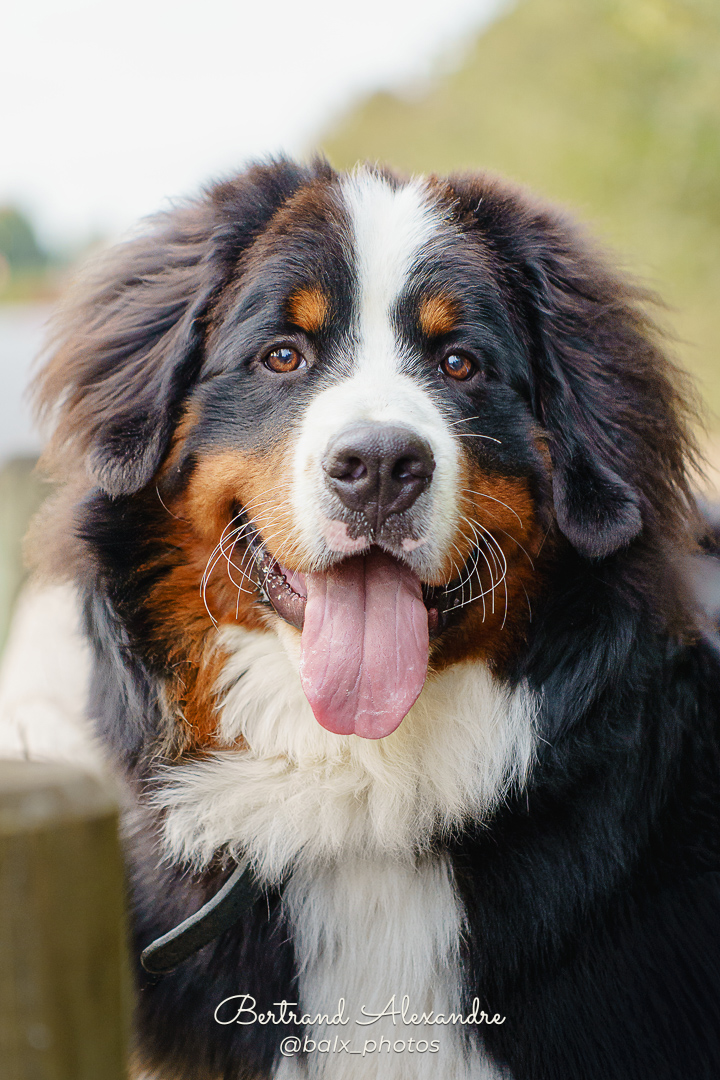 Photo 029 | Bertrand ALEXANDRE – Compagnons