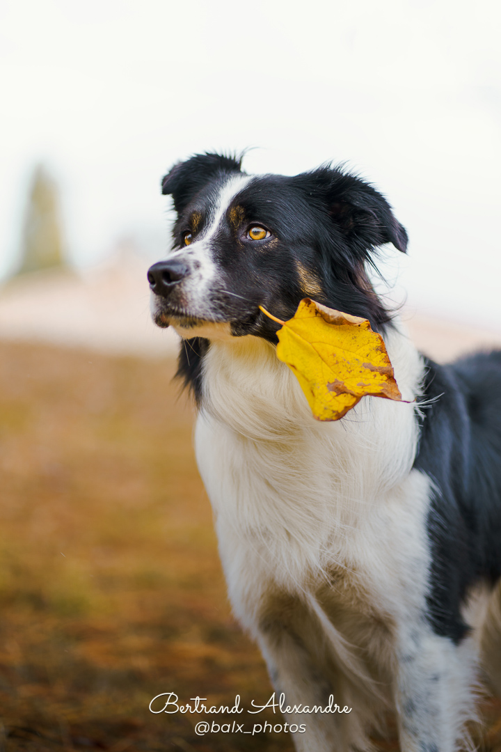 Photo 030 | Bertrand ALEXANDRE – Compagnons