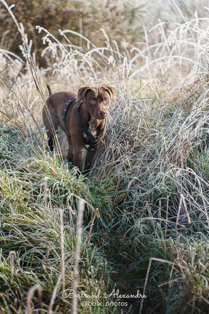 Photo 036 | Bertrand ALEXANDRE – Compagnons